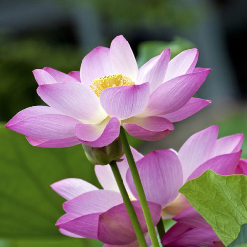 Lotus Plants for Sale