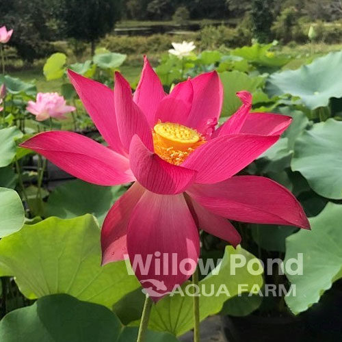 Lotus Plants Nelumbo Medium