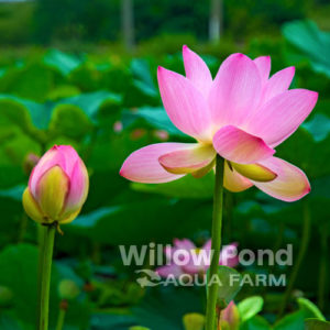 Water Lilies Tropical for Sale
